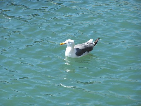 Free Seagull Gull photo and picture