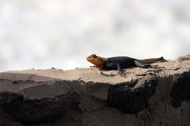 Eidechse, Tier, Reptil, Natur, Saurier