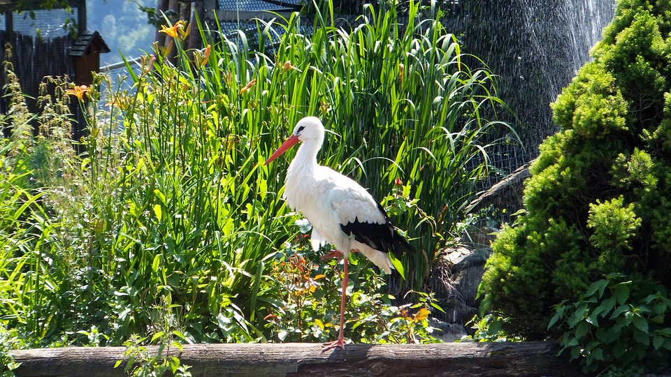 Stork Fugl Dyr - Gratis foto på Pixabay - Pixabay