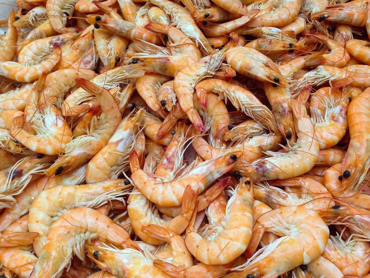 Plus De 9 000 Photos Gratuites De Dessin Crevettes Et De Crevettes 