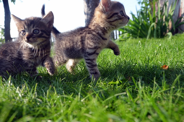 cat, family, pet, love, happy, animal, young, cute, together, child, fun, portrait, kitten, kitty, life, little, care, first, step, green care, green fun, green together