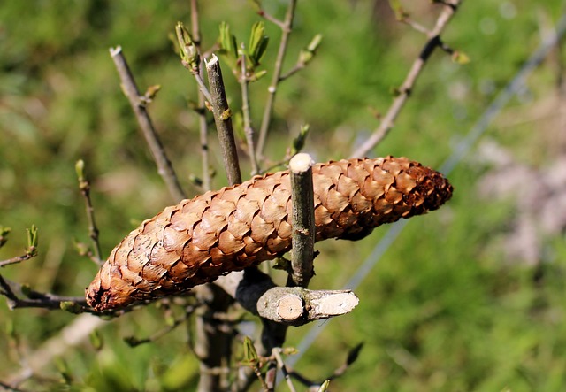 Piña Bosque Escamas De Cono - Foto gratis en Pixabay - Pixabay