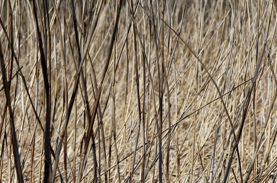Sharp Reeed Reed Reeds Moor - Free photo on Pixabay - Pixabay