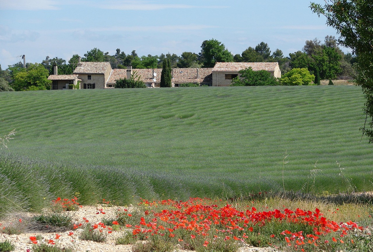 France Provence Lavender - Free photo on Pixabay - Pixabay