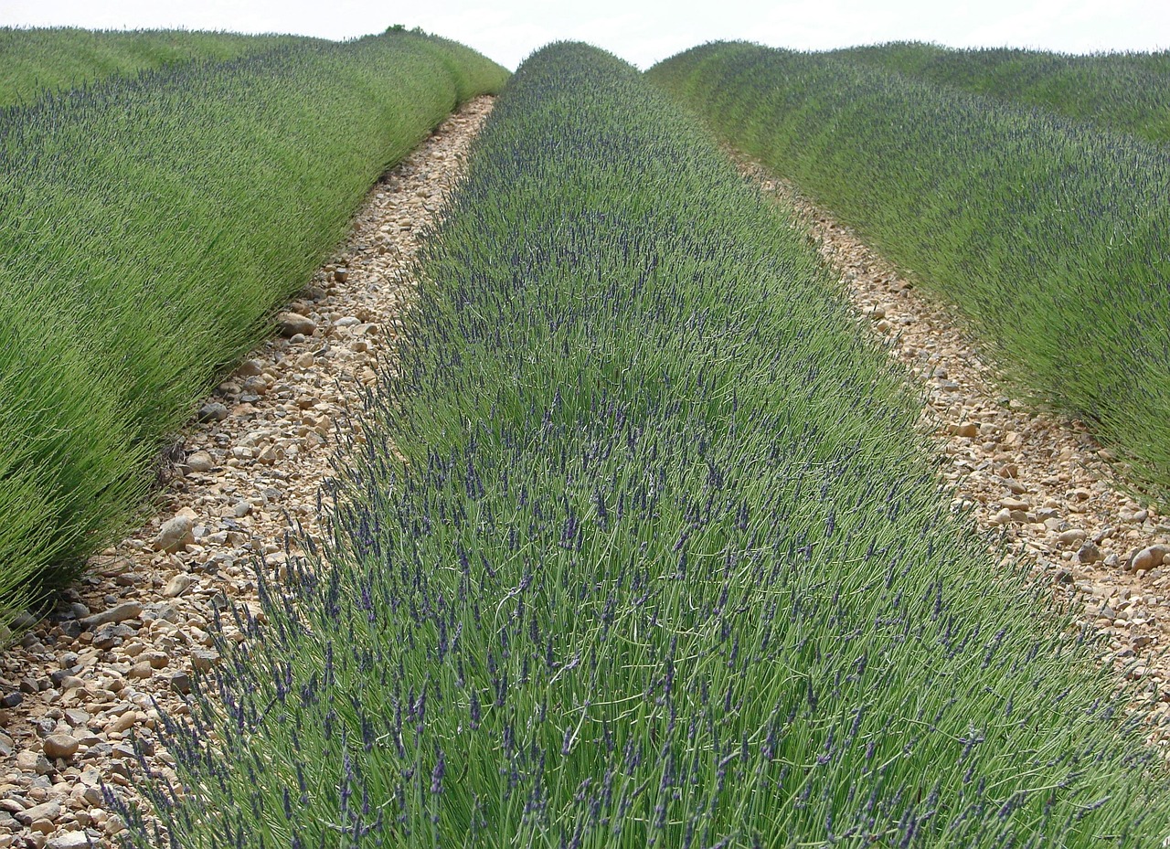 Lavender field stretching to the horizon