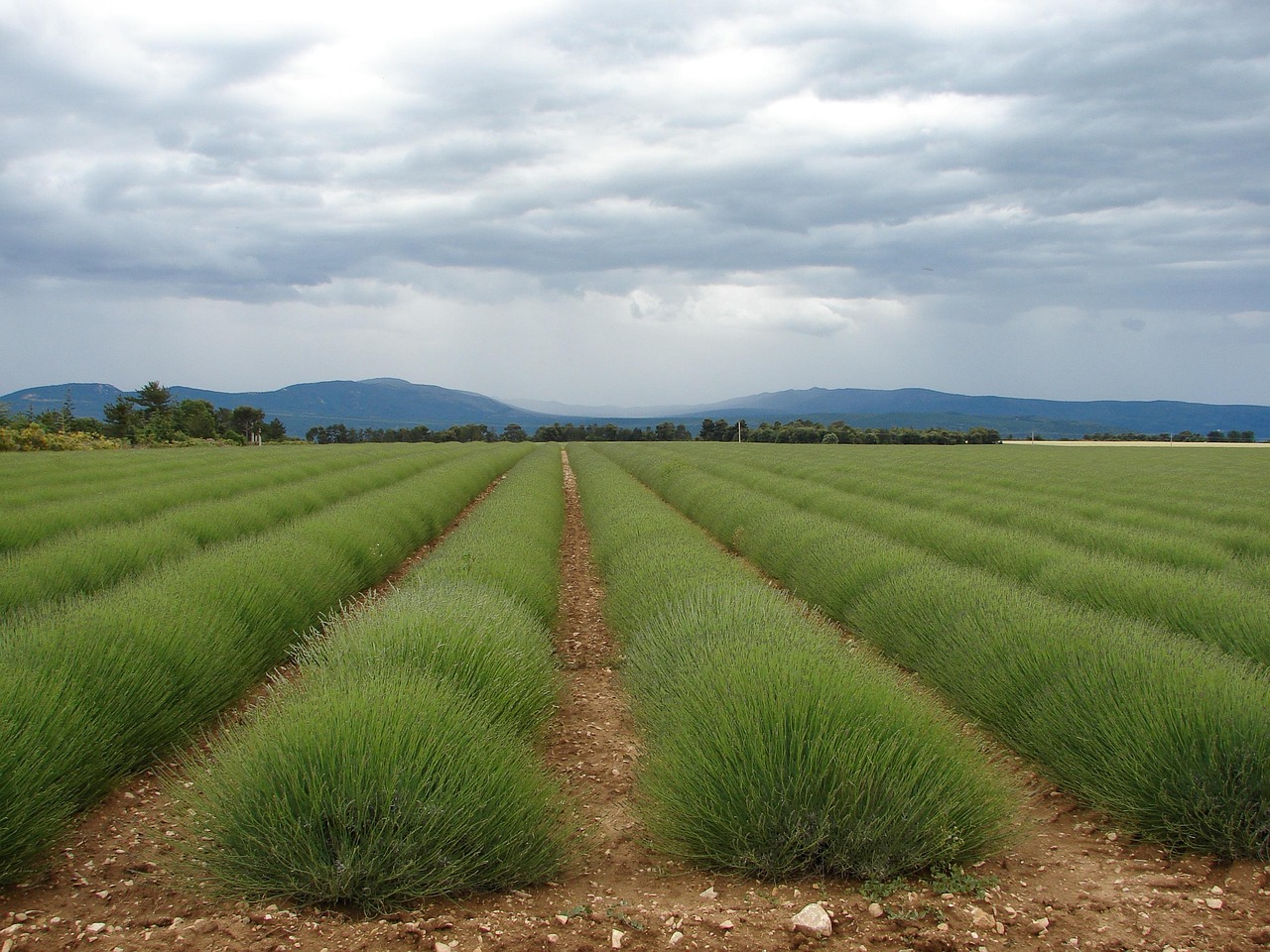 Provencal countryside in late summer light