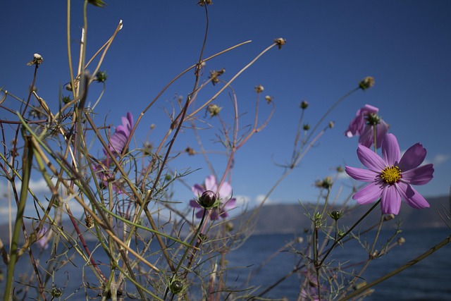 Free Flower Water photo and picture