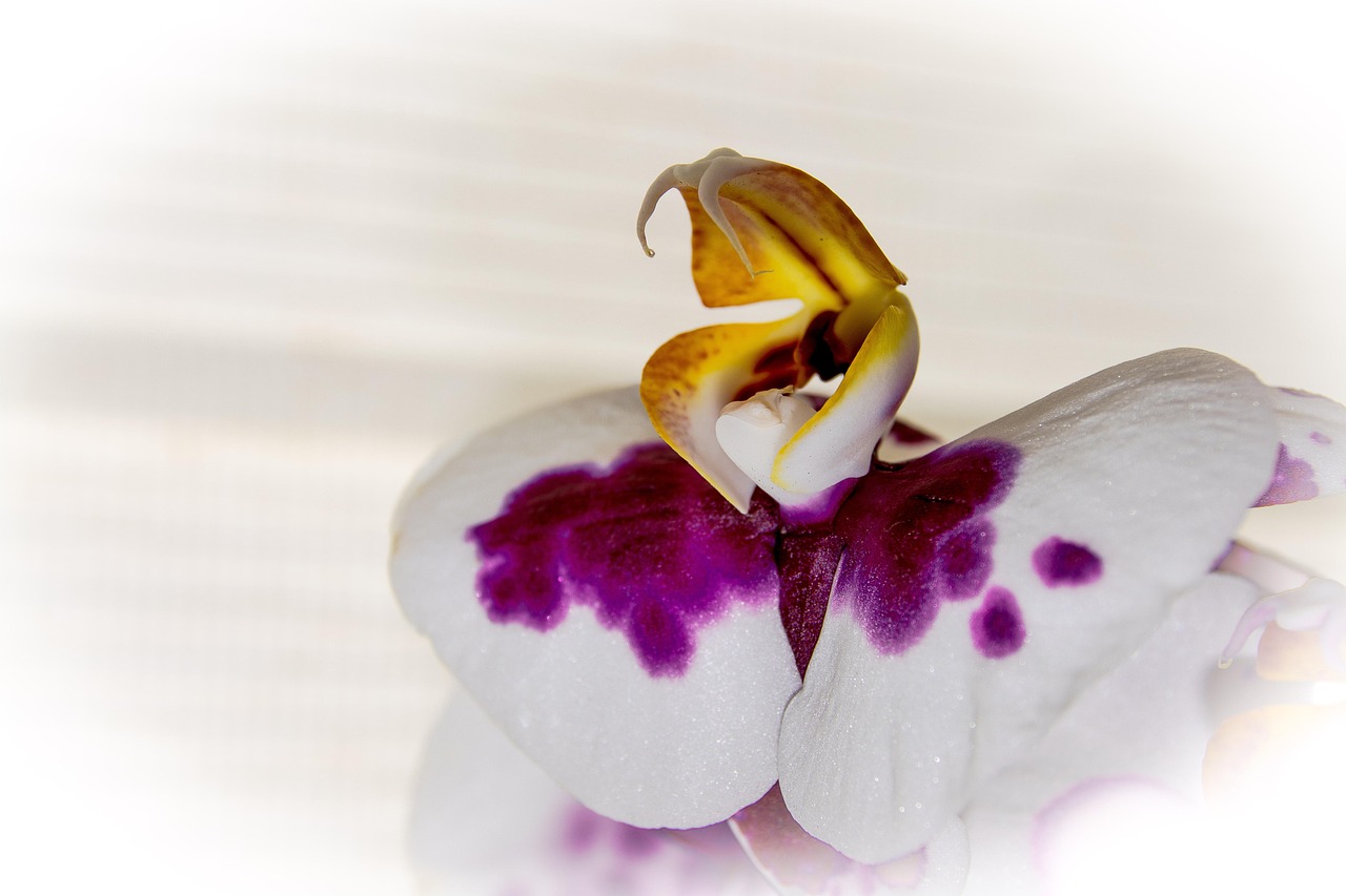 Free photo: Orchid, Flower, Heart - Free Image on Pixabay - 728805