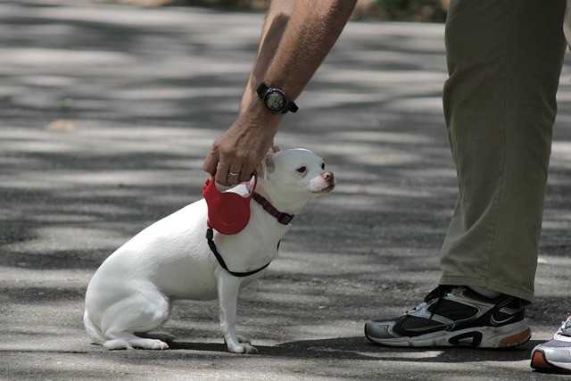 Hund, Hündchen, Augen, Chihuahua