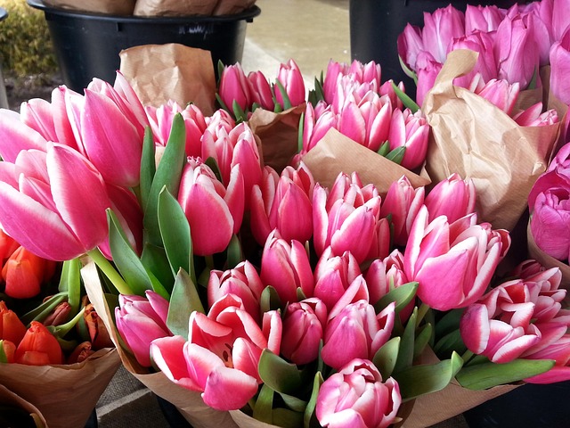 Tulpen, Rosa, Blumen, Strauß