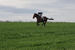 horse, racehorse, gallop