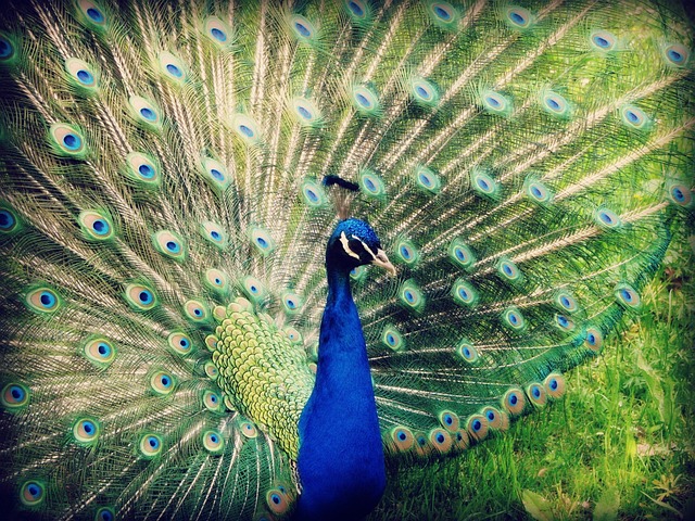 Tiere, Vogel, Natur, Niedlich, Tierwelt