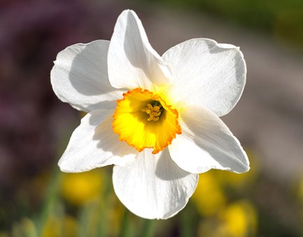 Free Daffodil Blossom photo and picture