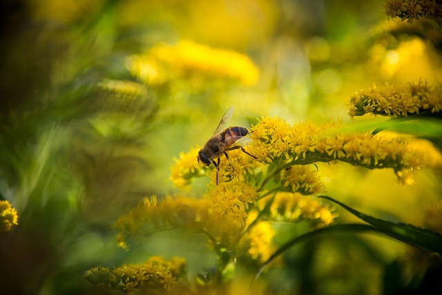 Abeja, Fondo De La Flor, Macro, Flor