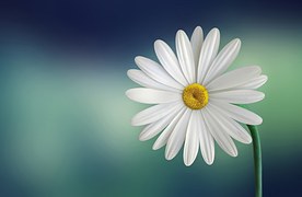 Marguerite, Daisy, Flower, White