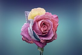 Rose, Flower, Love, Romance