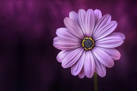 Flower, Purple, Beautiful, Beauty