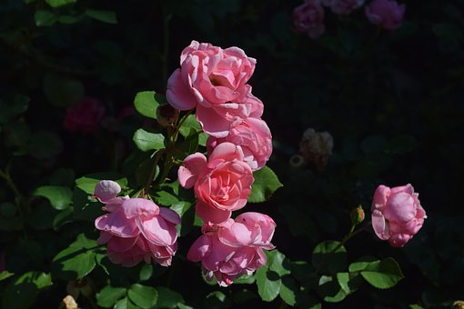 Free Rose Pink Rose photo and picture