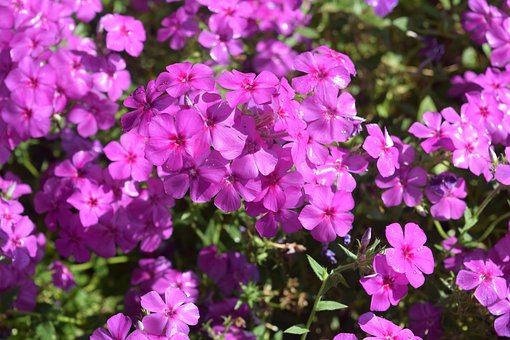 Free Sage Flower Nature photo and picture