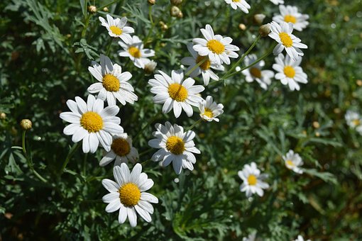 Free Daisy Flower Background photo and picture