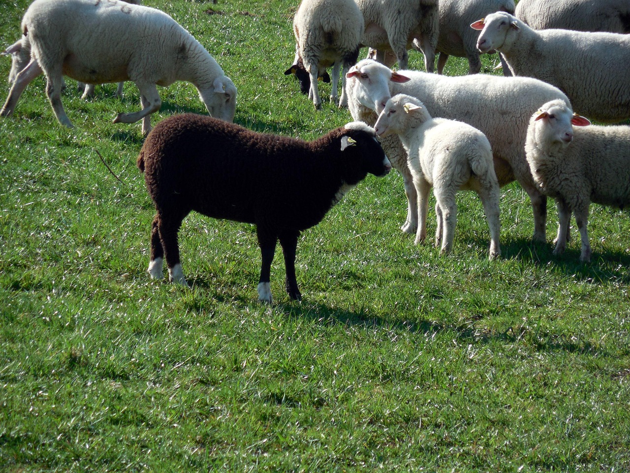 Sheep Herd Flock Of - Free photo on Pixabay - Pixabay