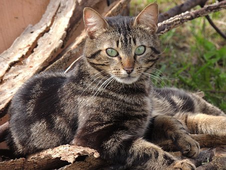 Free Cat Animal photo and picture