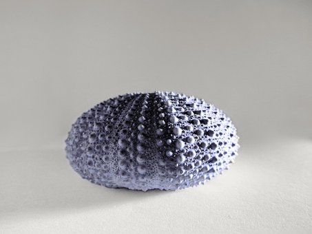 Meer, Seeigel, Echinoidea, Hülse, Lila