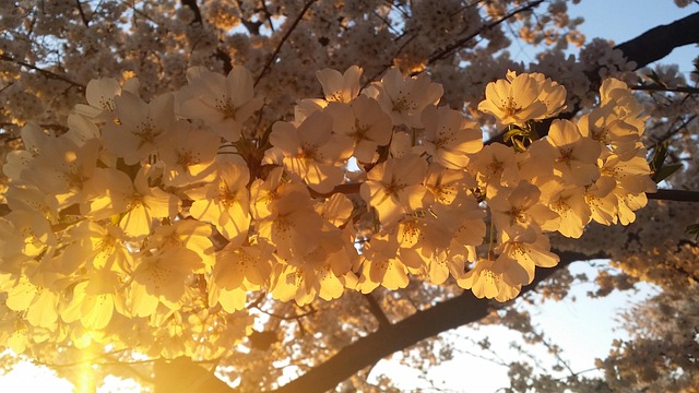 Free Cherry Blossom photo and picture