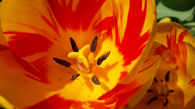 Free Tulip Orange photo and picture