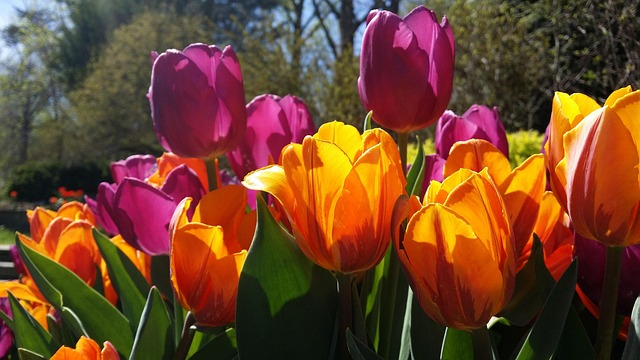 Free Tulips Purple photo and picture
