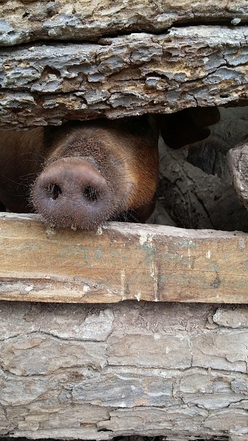 Free Pig Farm photo and picture
