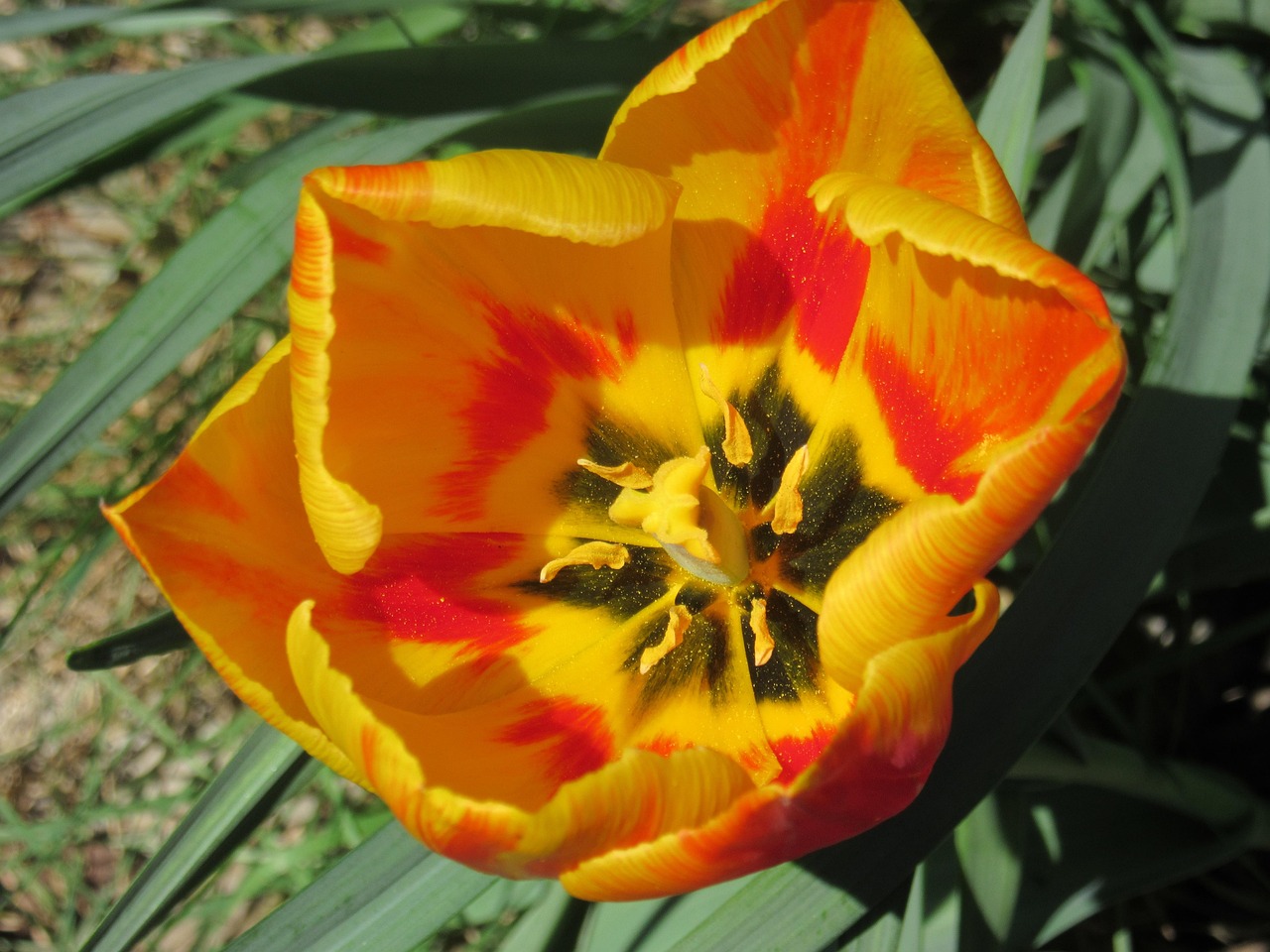 Bunga Tulp Mekar Kelopak - Foto gratis di Pixabay - Pixabay