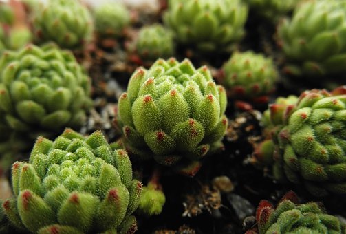 Sempervivum, Montanum, Saftig, Pflanze