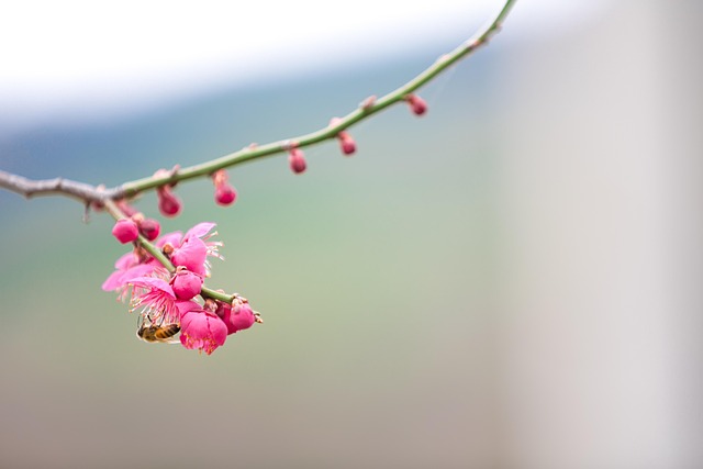 Free Spring Plum Blossom photo and picture