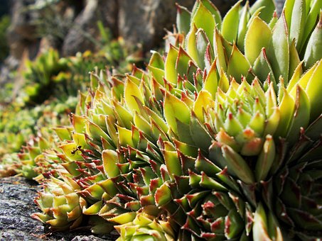 Sempervivum, Tectorum, Hauswurz, Pflanze