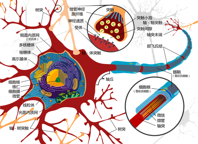 Free drawing nerve cell neurons illustration