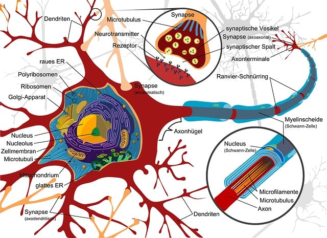 Free drawing nerve cell neurons illustration