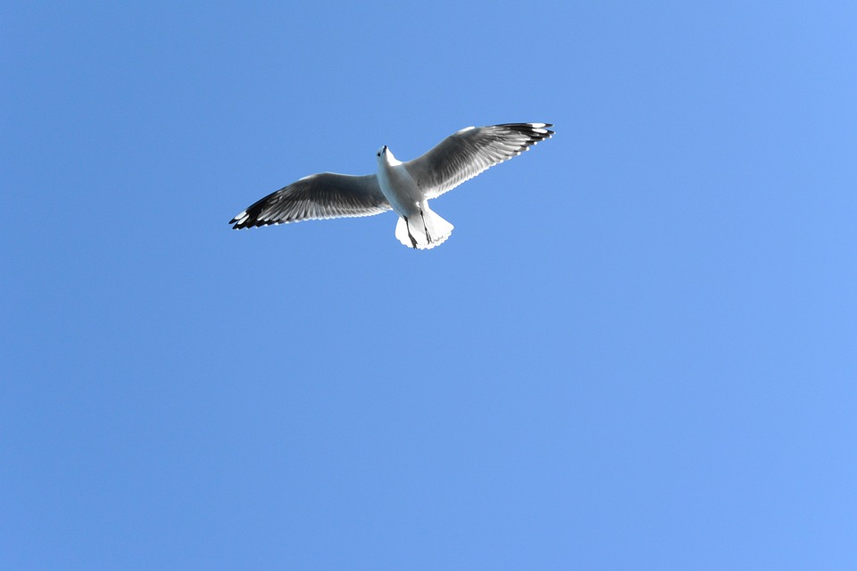 Soaring Bird Flying Free photo on Pixabay Pixabay