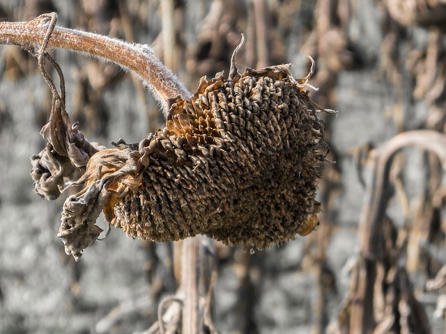 Sonnenblume, Herbst, Verblüht