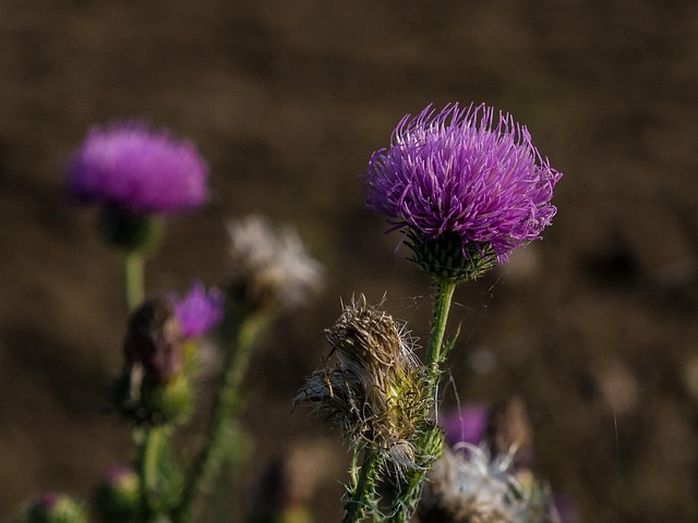 Distel, Herbst, Blumentapete, Natur