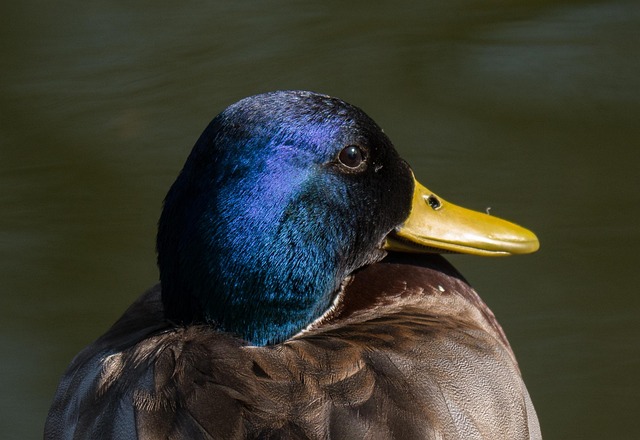 Ente, Vogel, Portrait, Tierportrait