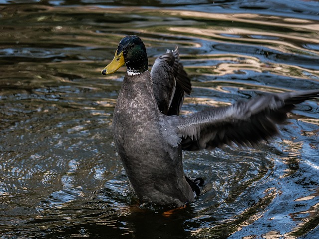 Ente, Flügel, Wasservogel, Flattern