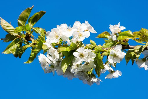 Flor De Cerezo, Blanco, Flor Blanca