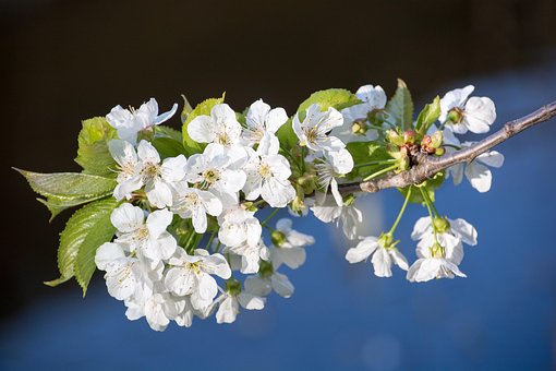 Flor De Cerezo, Rama, Cerezo, Florecer