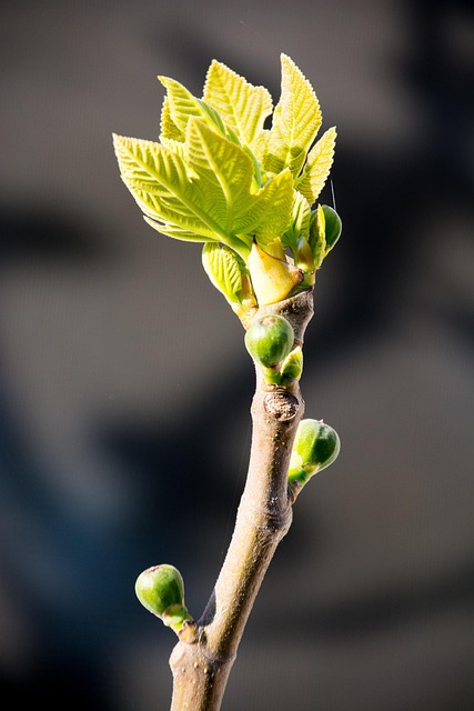 Higo, Brote, Primavera, Verde, Cerrar