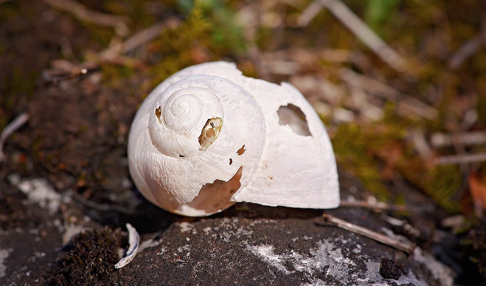 Shell Broken Abandoned - Free photo on Pixabay - Pixabay