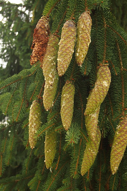 Free Pinecone Conifer photo and picture