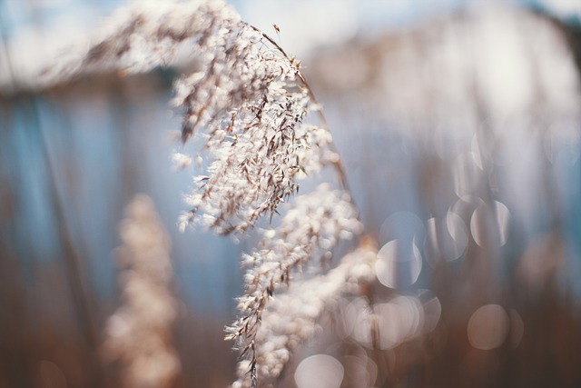 Free Summer Plant photo and picture