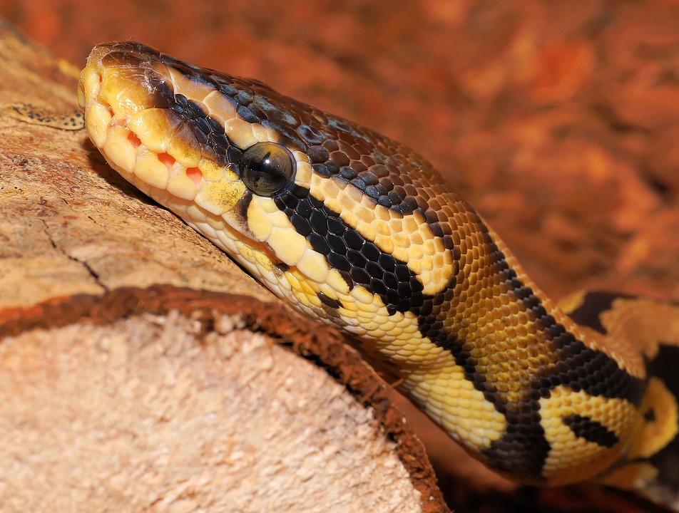 snake python ball free photo on pixabay