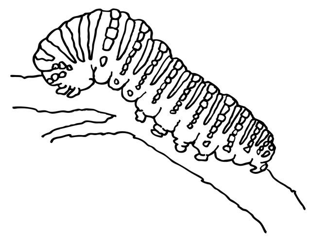 Free caterpillar butterfly stage illustration